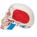 product-additional-image